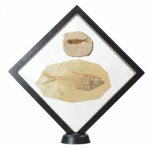 7" (XL) Floating Frame Display Cases With Stands - Black - Photo 1